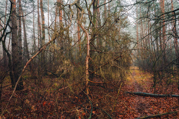 Forest Path, Trees in Autumn Colors, Woodland Scene