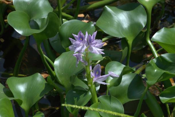 istock Flowers in the state of Miranda. 2194463437