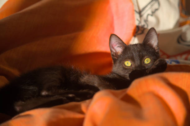 An elegant black cat relaxes lying on a soft orange blanket, his bright yellow eyes staring captivatingly bathed in the warm ambient sunlight.