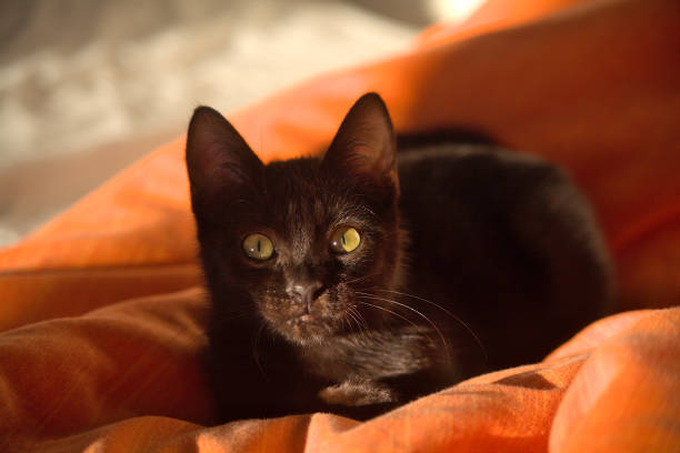An elegant black cat relaxes sitting on a soft orange blanket, his bright yellow eyes staring captivatingly bathed in the warm ambient sunlight.