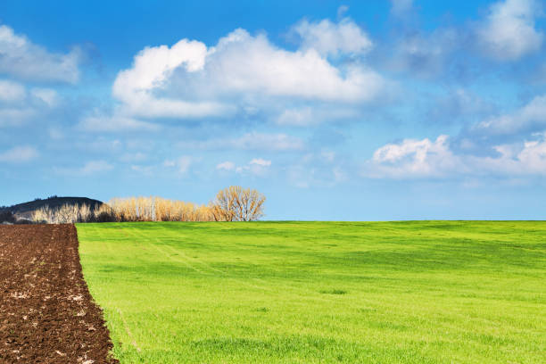 Beautiful spring landscape with fresh green field and blue sky