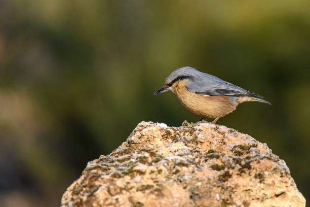 istock Eurasian Nuthatch -Sitta europaea- Perched on a Moss-Covered Rock 2194464045