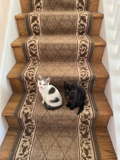 istock Two kittens sitting on stairs 2194466187