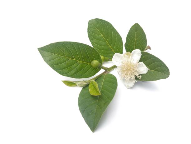 istock Guava leaves and flower isolated on white background 2194466289