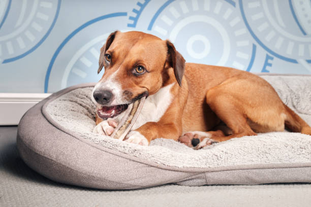 Happy dog with chew stick in mouth.