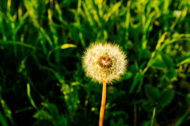 A fluffy dandelion on green field background with bloom dandelions, selective focus. Flower landscape for publication, design, poster, calendar, post, banner, cover, website. High quality photography