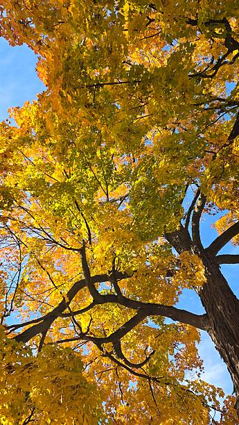 istock Sky of yellow and orange leaves 2194468287