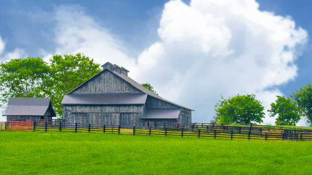 istock Old Weathere Barn with fence and cattle-Richmond, Kentucky 2194468626