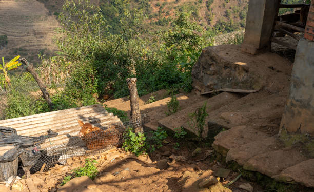 istock Calf Resting Near Stone Steps in Rural Yunnan 2194469934