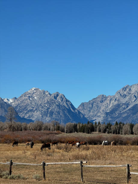 istock Horses Grazing in Grand Teton Field 2194470202