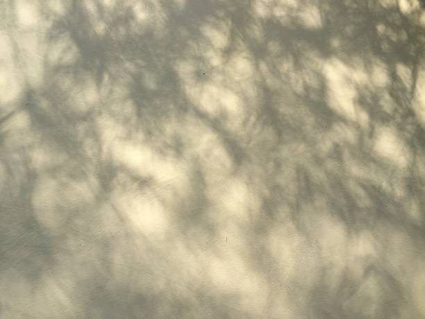istock Leaves shadow background on concrete wall texture, leaves tree branches shade with sunlight 2194471382