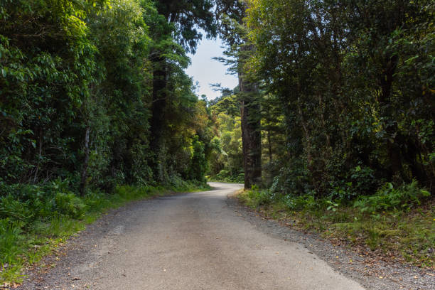 istock Path through bush in Kaitoke, New Zealand. 2194473263