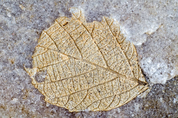 Petrified tree leaf imprint. Kamyshinsky District Volgograd region. Russia