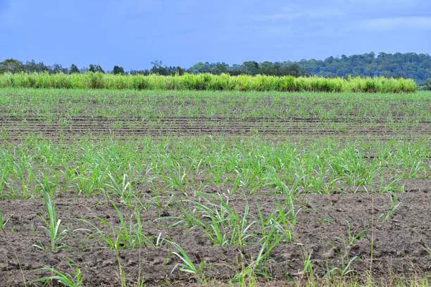 istock A field of sugarcane 2194477044