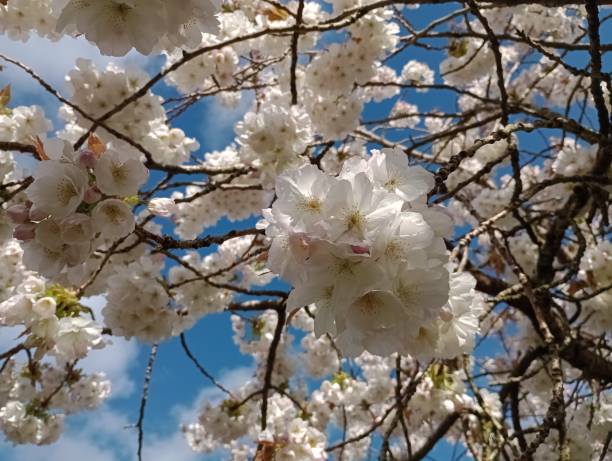 Spring's Herald: White Blossoms Adorning Blooming Trees