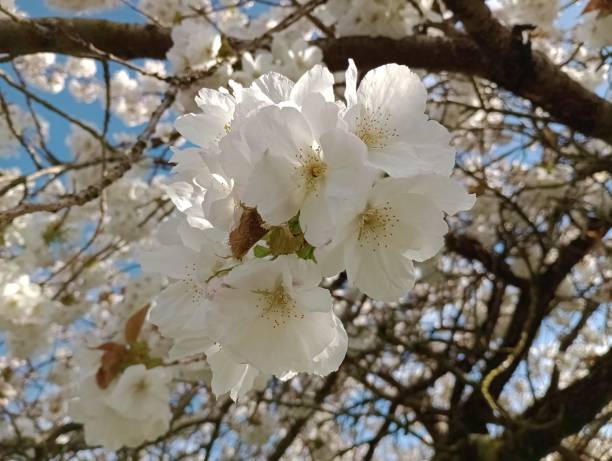 istock Spring's Herald: White Blossoms Adorning Blooming Trees 2194477062