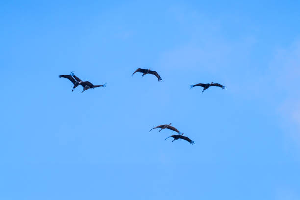 Sandhill Crane pairs flying in mating season at Monte Vista Wildlife refuge in Colorado, USA
