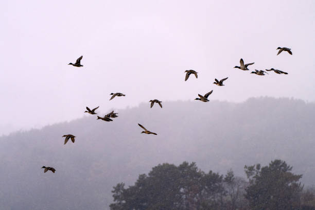 wildlife