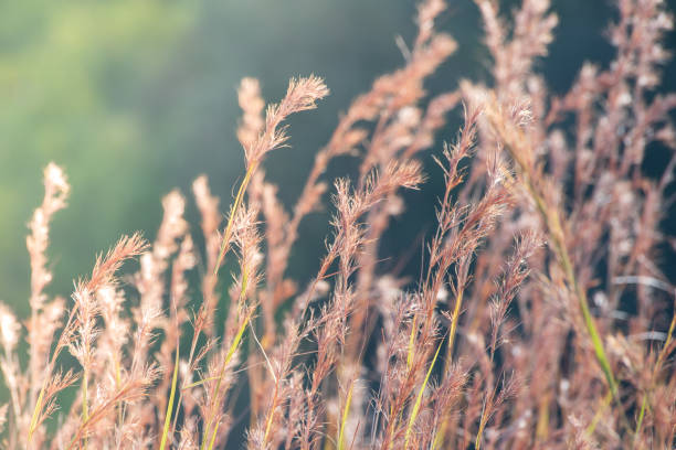istock Dried grass flowers for background 2194482147