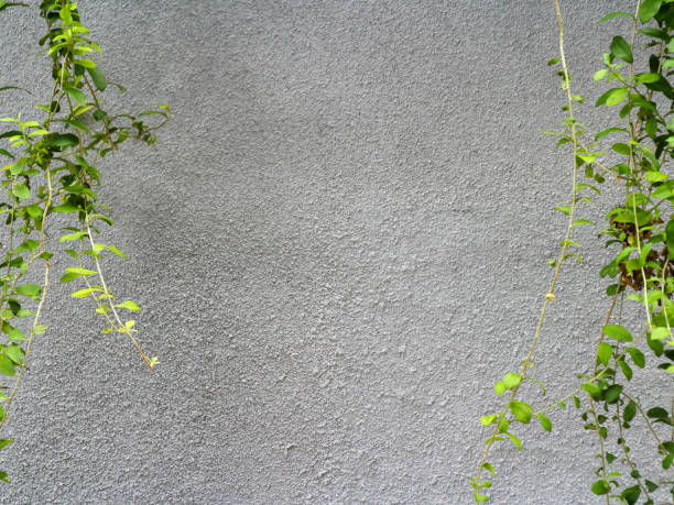 istock Creeping plant on the white wall background with copy space. 2194482998
