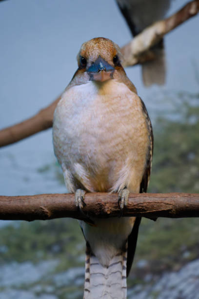 A detailed image of a Kingfisher perched on a branch, showcasing its distinctive blue and orange plumage. The bird's focused gaze emphasizes its natural elegance and keen hunting instinct.