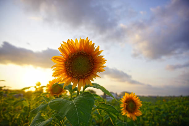 istock Beautiful sunflowers garden. 2194483956