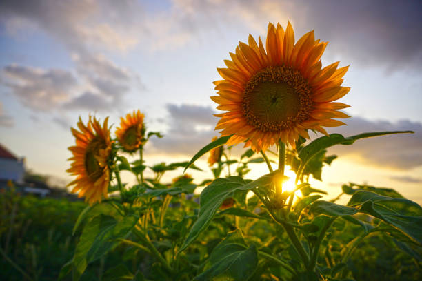 istock Beautiful sunflower garden at sunset. 2194483961
