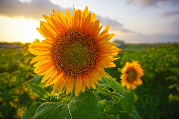 istock Beautiful sunflower garden background. 2194483964