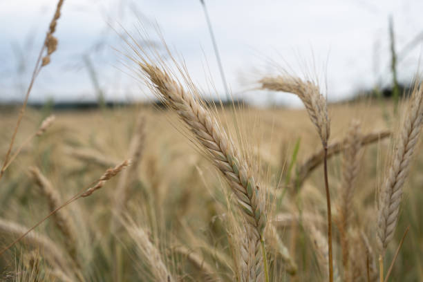 istock Barley in the country field 2194485330