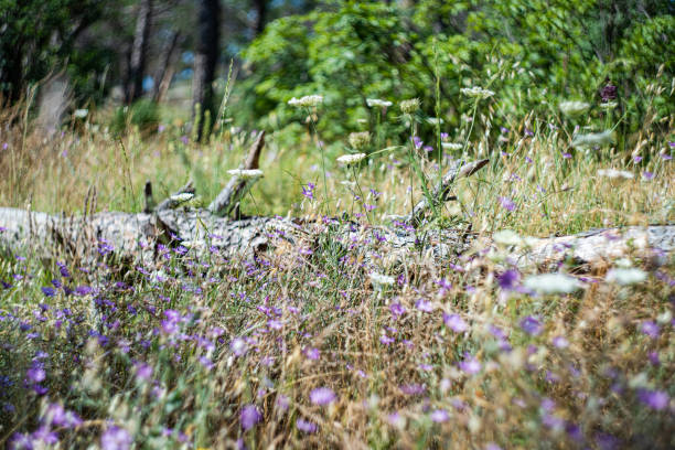 Wild nature landscape with flowering plant in the forest meadow