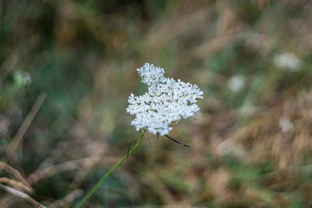 Wild nature landscape with flowering plant in the forest meadow