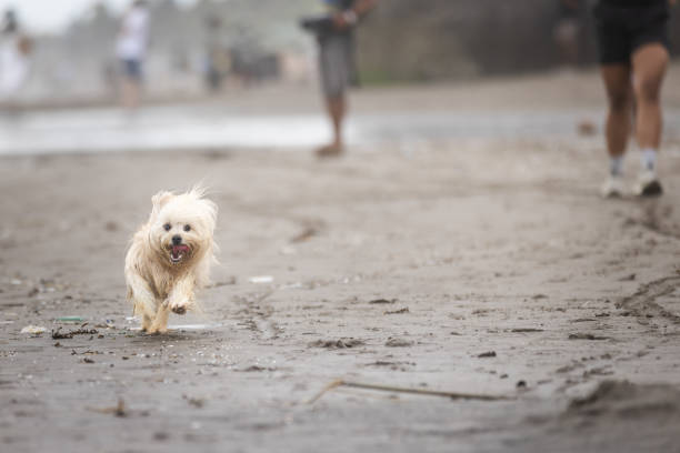 Cairn Terrier on the beach