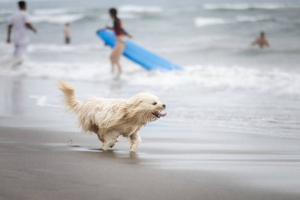 Little domestic dog is playing near by the ocean.Canggu beach - Indonesia.