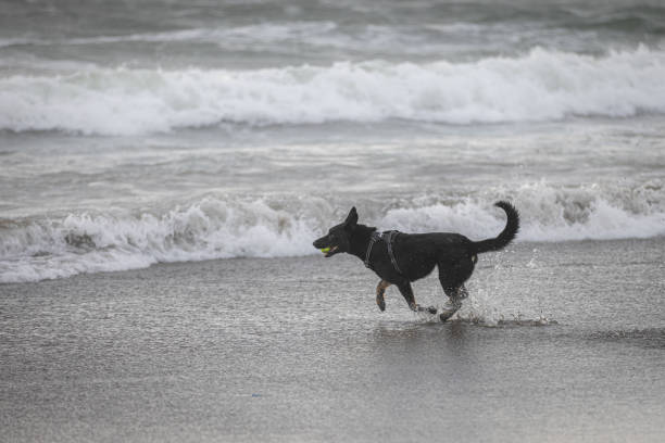 Domestic dog is playing on the beach.Canggu beach - Bali Island.