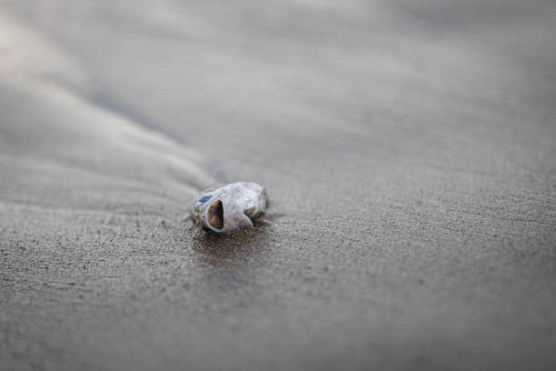 istock Dead fish on sands near by Indian Ocean. 2194485774