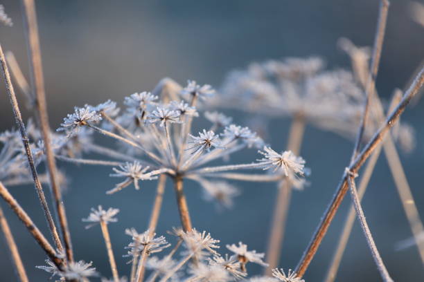 istock Wild plant in the morning frost 2194486100