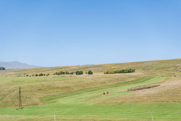 Blue sky and are trees on the meadow