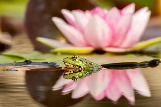 Iberian waterfrog, Iberian green frog, autumn leafs wet and the frog on themPelophylax perezi
