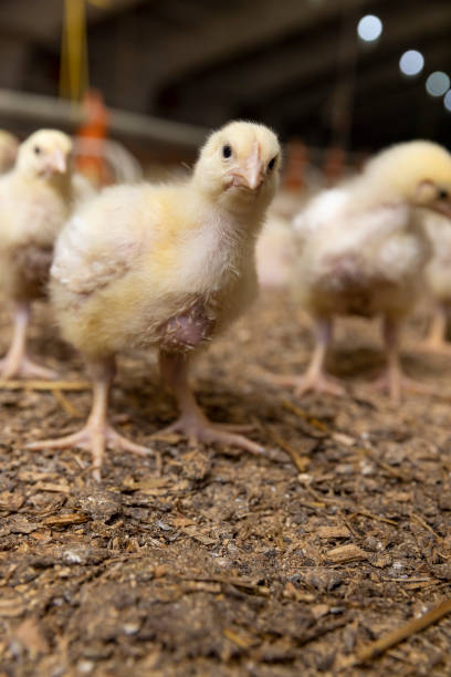 istock small chickens in down and feathers during cultivation at a poultry farm 2194487737
