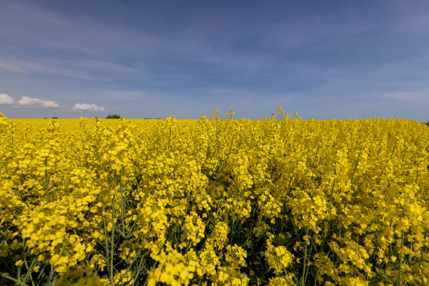 istock blue sky with clouds and yellow canola blossoms in spring 2194487740