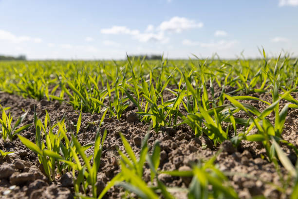 istock green wheat sprouts in a farmer's field 2194487795