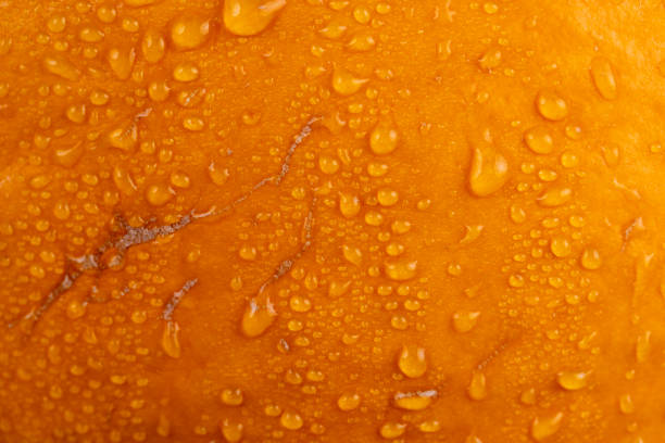 istock orange pumpkin wet in water close-up 2194487816