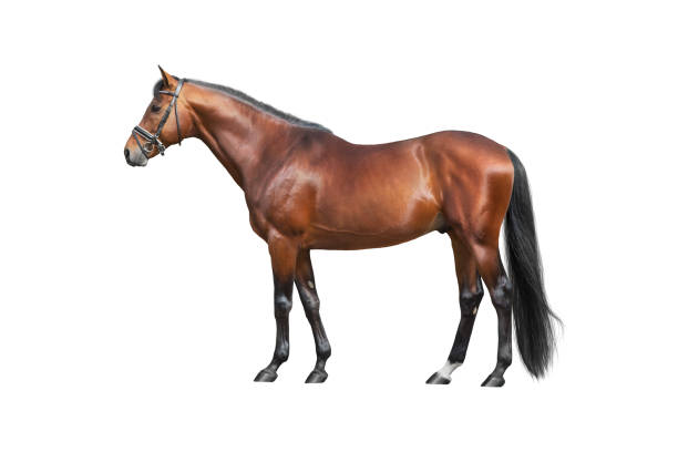 istock Horse exterior isolated on white 2194488984