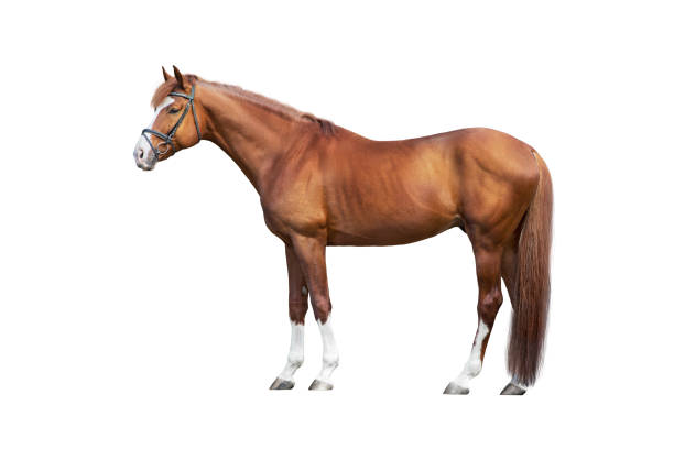 istock Horse exterior isolated on white 2194488985