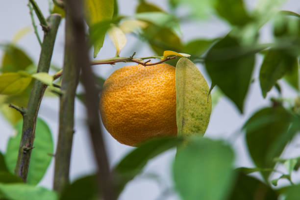 istock A yellow Yuzu fruit with a bumpy skin. Citrus junos, Fragrant Citrus, Citrus cavaleriei × reticulata 2194489224
