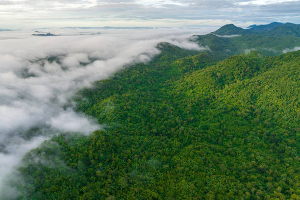 istock Beautiful mist over green forest on the mountain. 2194490770