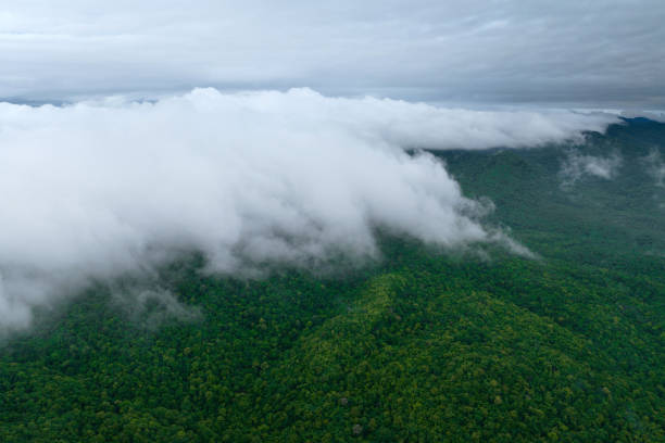 istock Beautiful mist over green forest on the mountain. 2194490774