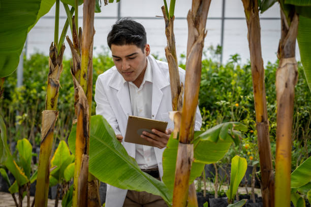 istock Agronomist using tablet while inspecting banana plants in greenhouse 2194491977