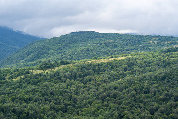 Summer mountain landscape in raining day with fog over the trees