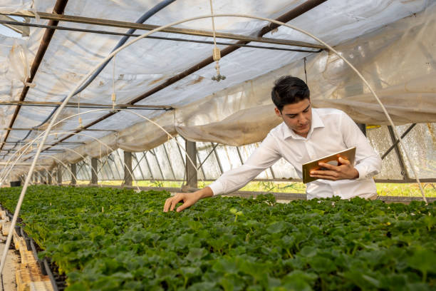 istock Agricultural engineer inspecting plants in greenhouse using digital tablet 2194492207